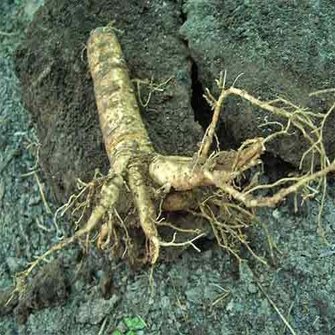 Ginseng