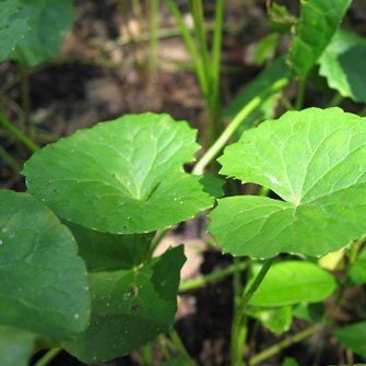 Gotu Kola
