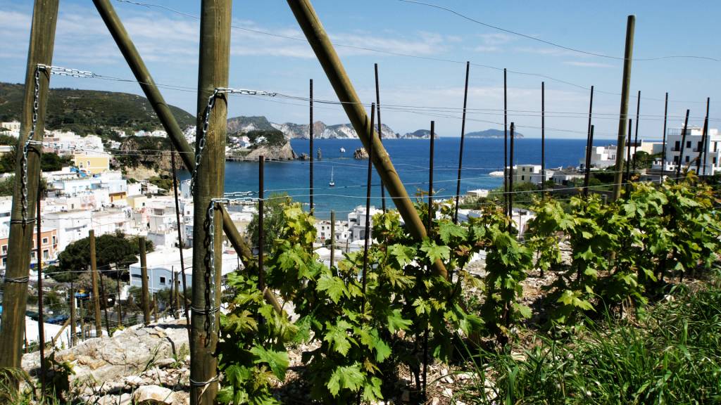 Antiche Cantine Migliaccio