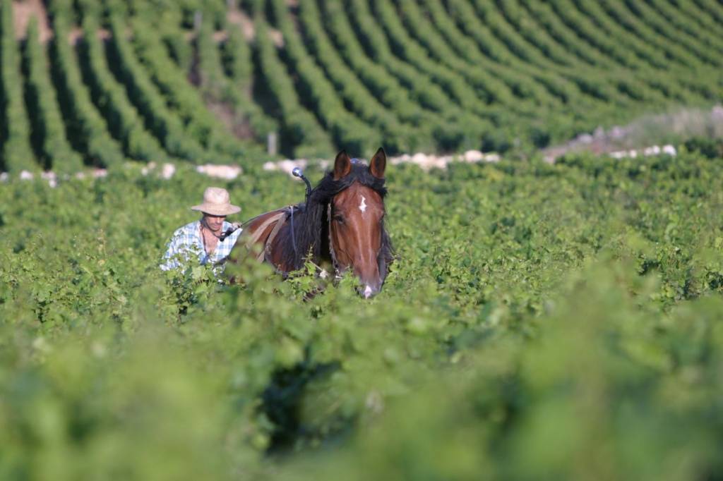 Een paard in de gaard