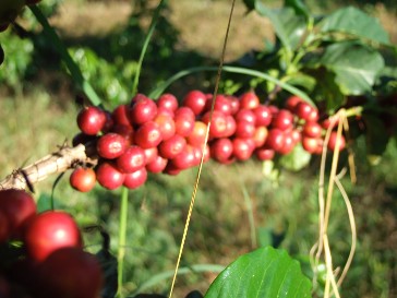 coffee cherries