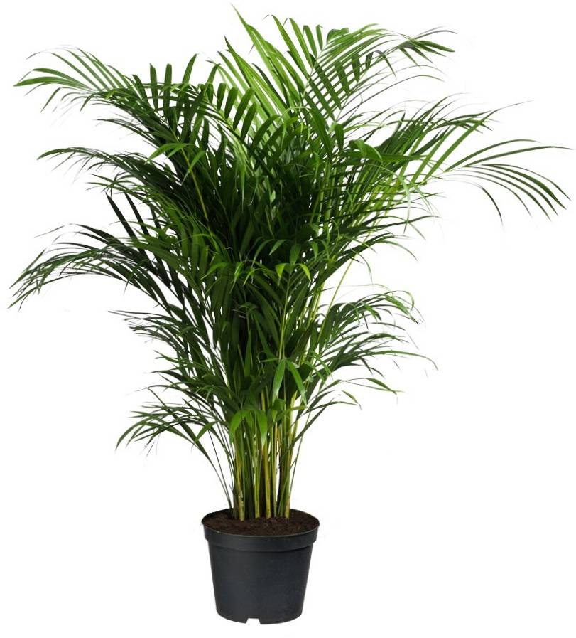 Palm Areca Lutescens Large eenvoudig en snel online bestellen? | Fleur.nl