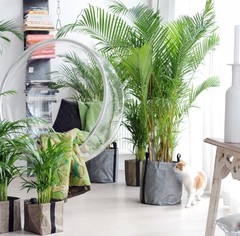 Groene kamerplanten