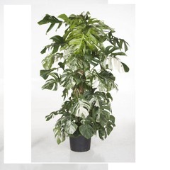 Monstera