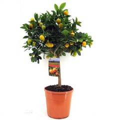 Fruitbomen