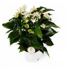 Anthuriums