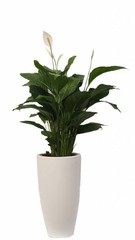 Kantoorplanten