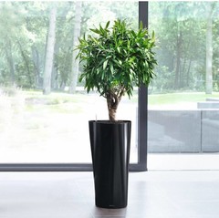 Grote plant in sierpot