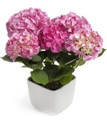 Bloeiende kamerplanten