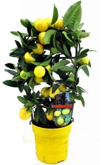 Mediterrane planten