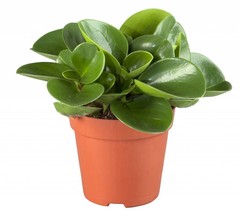 Vetplant
