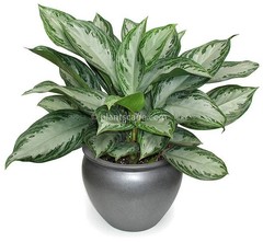 Aglaonema