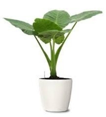 Alocasia