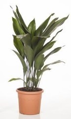 Aspidistra