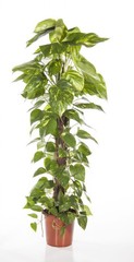 Epipremnum Scindapsus