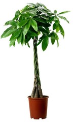 Pachira Aquatica