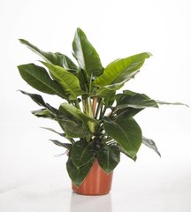 Philodendron