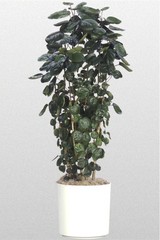 Polyscias
