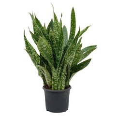 Sansevieria