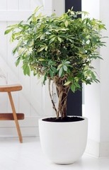 Schefflera