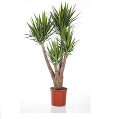 Yucca