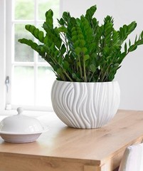 Zamioculcas
