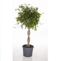 Ficus