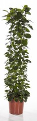 Hoya