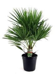 Chamaerops