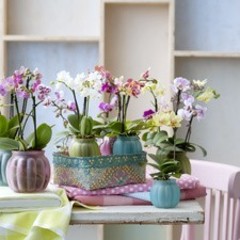 Orchidee