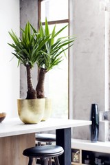 Yucca - Hydrocultuur
