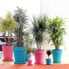 Dracaena - Hydrocultuur