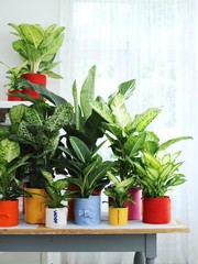 Dieffenbachia - Hydrocultuur