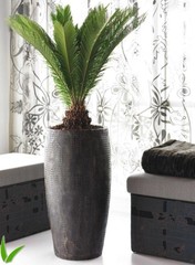 Cycas - Hydrocultuur
