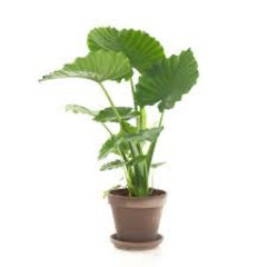 Alocasia - Hydrocultuur