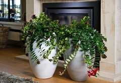 Aeschynanthus - Hydrocultuur