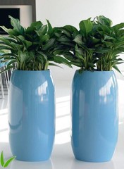 Aglaonema - Hydrocultuur