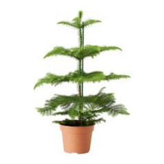 Araucaria - Hydrocultuur