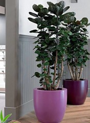 Aralia - Hydrocultuur