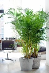 Areca - Hydrocultuur