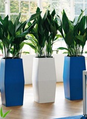 Aspidistra - Hydrocultuur
