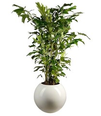 Caryota - Hydrocultuur