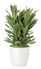 Cordyline - Hydrocultuur