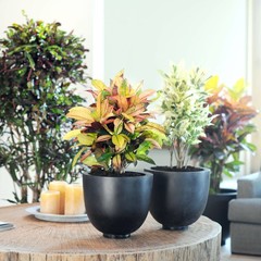 Croton - Hydrocultuur