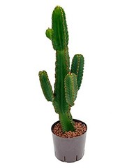 Euphorbia - Hydrocultuur