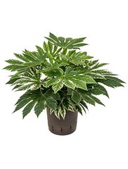 Fatsia - Hydrocultuur