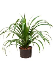 Pandanus - Hydrocultuur
