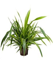 Pandanus - Hydrocultuur