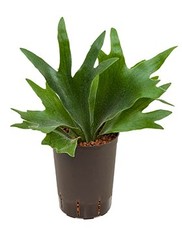 Platycerium - Hydrocultuur
