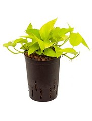 Scindapsus - Hydrocultuur